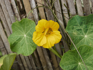 Tropaeolum . Capucine jaune