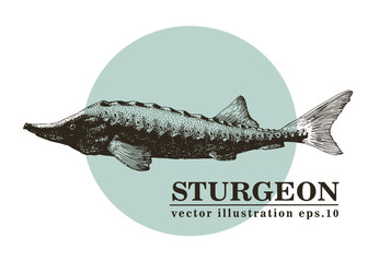 Hand drawn sketch seafood vector vintage illustration of sturgeon fish. Can be use for menu or packaging design. Engraved style. Vintage illustration.