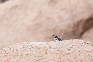 African Pied Wagtail
