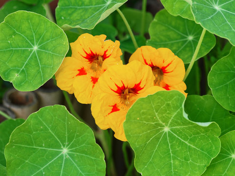 Tropaeolum . Capucines tachet&eacute;es de rouge et jaune