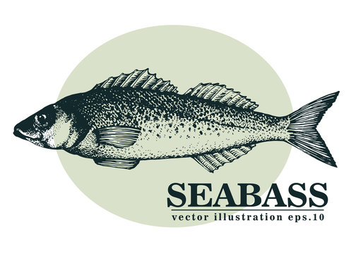 Hand drawn sketch seafood vector vintage illustration of seabass fish. Can be use for menu or packaging design. Engraved style. Vintage illustration.
