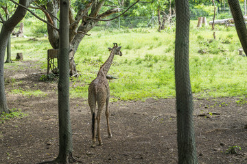 Giraffe von Hinten im Zoo Casela Park - Mauritius