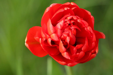 Flower tulip. bright red tulip on a  green blurred background. Spring flowers