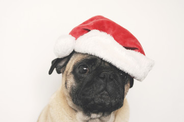 Pug in Christmas hat - a postcard template