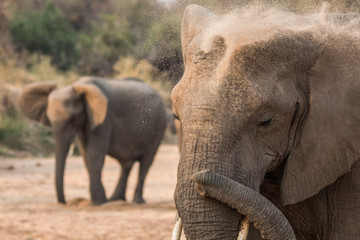 Fototapeta premium Elephant_10