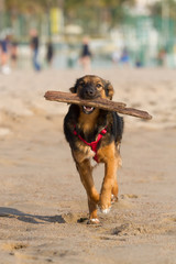 Hund spielt mit Stock am Strand