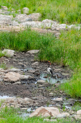 Saddled-Billed Stork Hamerkop