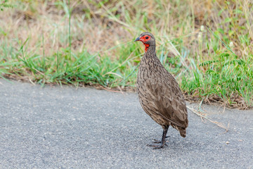 Swainson's Spurfowl