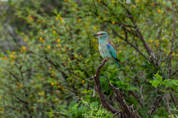 European-Roller