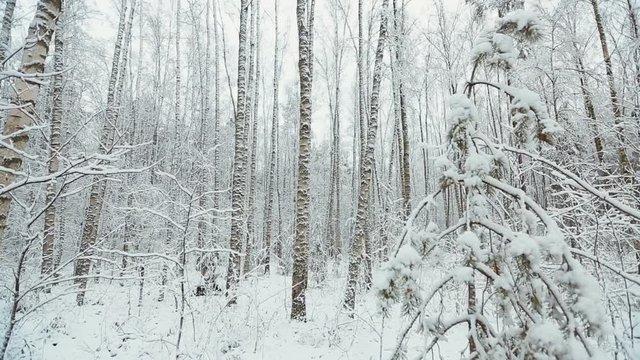 to move between the snowy trees in the forest