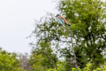 European-Roller