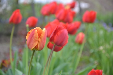 Flower in the garden.