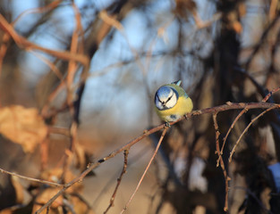 Blue tit bird on a tree branch at winter sunny day
