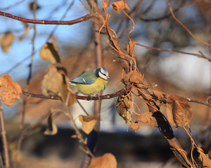 Naklejka premium Blue tit bird on a tree branch at winter sunny day