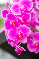 Naklejka na ściany i meble Orchid Flowers in the garden
