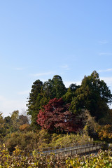 Fototapeta premium An overpass and the big tree which change color. 