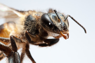 Macro bee dead white background