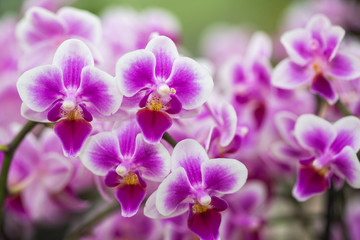Purple pink orchids