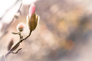 Store enrouleur sans perçage Magnolia Gros plan de fleurs de magnolia. Jardin botanique de Batoumi