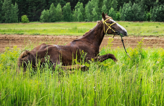 Race horse.Young mare resting lying in the tall grass.