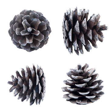 Pine cone isolated. Set of pine cones from different angles