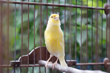 Obraz premium Beautiful yellow canary sitting on the cage
