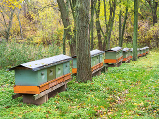 Bienenkasten im Wald