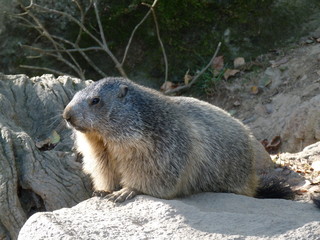 Marmotte