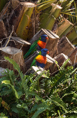 Two Australian native rainbow lorikeet parrot birds sitting in tree