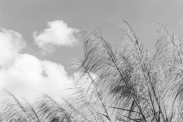 Reeds waving in the winds white and black.(The Red grass. The Giant reed.The Great reed.).