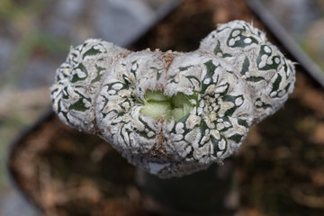 Cactus species 