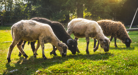 Obraz na płótnie Canvas Different Sheeps Grazing on a Rural Farm