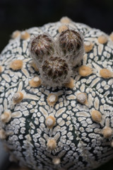 Cactus species 