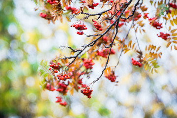 Branches of rowan tree with red ripe berries. Selective focus. Shallow depth of field.