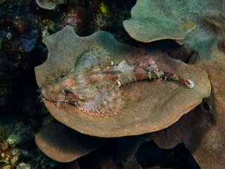 Scorpionfish