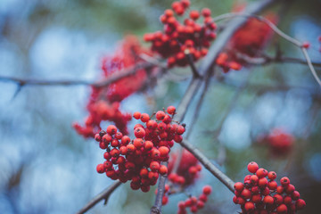 Branches of rowan tree with red ripe berries. Selective focus. Shallow depth of field.