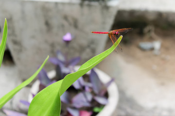 red dragonfly sits on a green leaf