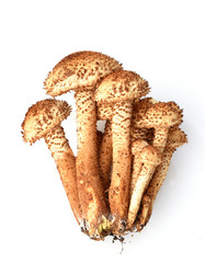 Hallimasch, Armillariella mellea, Waldpilz