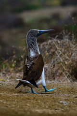 Blue Footed Booby (Sula nebouxii)
