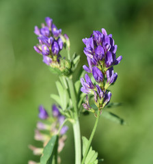 Obraz premium Luzerne, Medicago, sativa, Saat-Luzerne