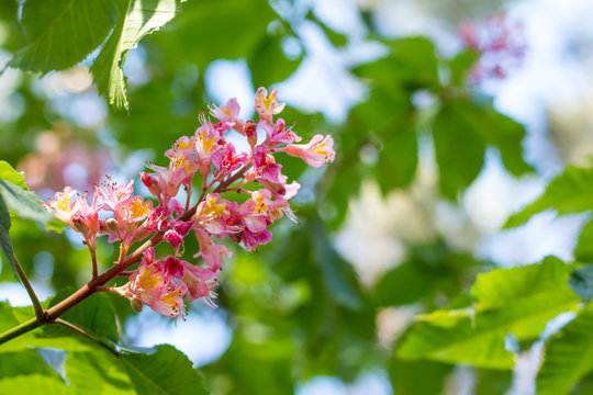 Beautiful pink chestnut blossom