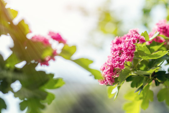 Beautiful pink hawthorn blossom