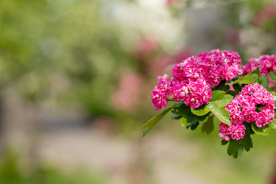 Beautiful pink hawthorn blossom
