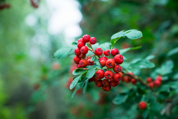 Branches of rowan tree with red ripe berries. Selective focus. Shallow depth of field.