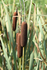Rohrkolben, Typha, laxmannii