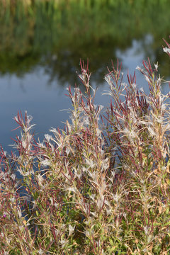 Kleinbluetiges, Weidenroeschen, Epilobium, parviflorum