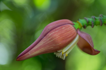 Banana flower (closeup).