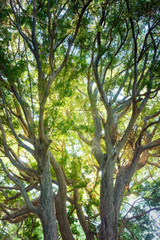 深い森の大きな木