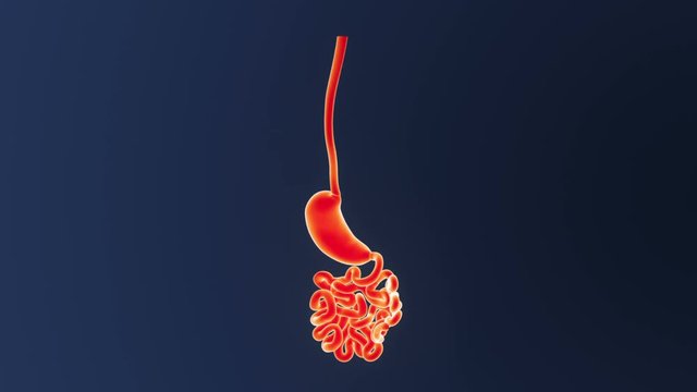 Stomach and Small Intestine