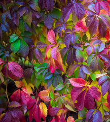  Wild grapes in autumn, golden autumn. Background. Multicolored paint of autumn.